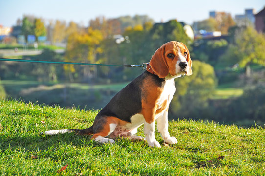 Beagle dog sits high on a hill and looks into the distance, drea
