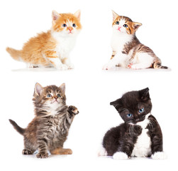 Four little kittens isolated on white background