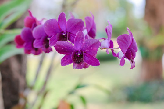 purple orchid flowe