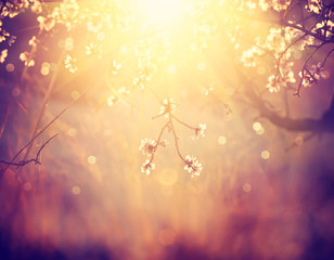 Fototapeta premium Beautiful nature scene with blooming tree and sun flare