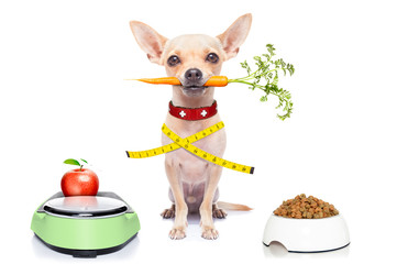 healthy hungry dog