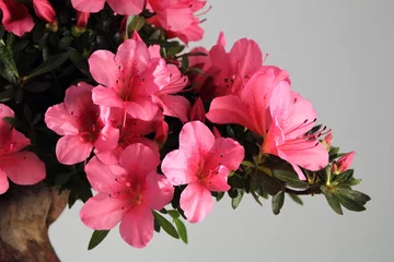 Fotobehang Azalea Blooming bonsai azalea  © StanOd