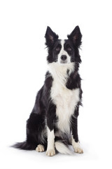 portrait chien border Collie