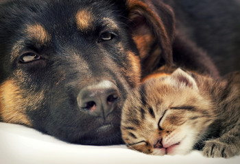 puppy and kitten
