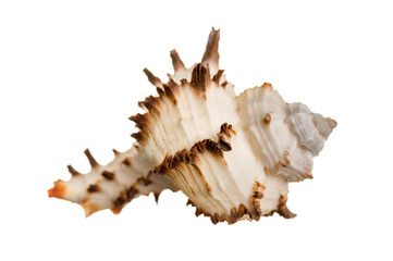 Obraz na płótnie Canvas Sea shell isolated
