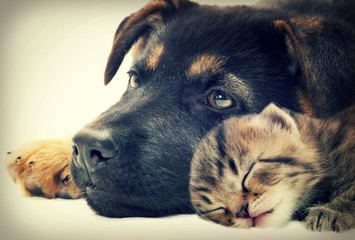 puppy and kitten