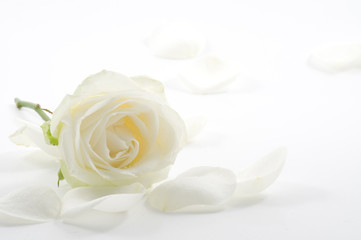 Obraz premium Biała róża z płatkami z bliska
