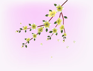 sakura .Evening in the garden blooming cherry