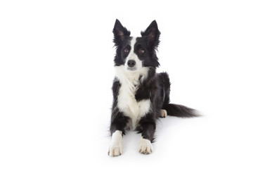 portrait chien border Collie