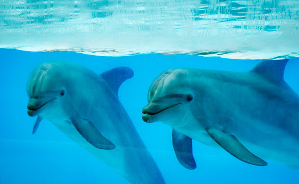 Couple dolphins in a pool