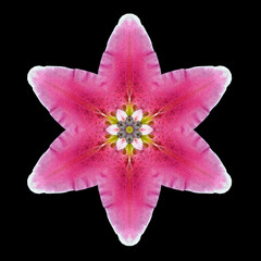 Purple Flower Mandala Kaleidoscope Isolated on Black
