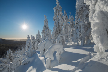 Bright winter day in Koli National Park
