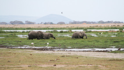Eléphants les pieds dans l'eau