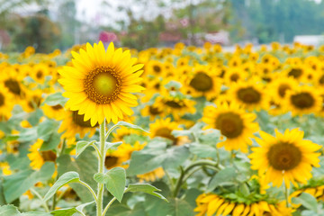 Fototapeta premium sunflower