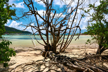 Mangroves at low tide