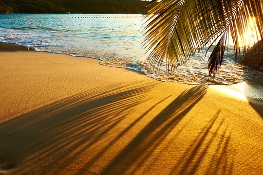 Fototapeta Beautiful sunset at Seychelles beach with palm tree shadow