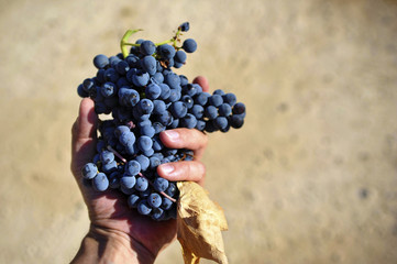 Picking the red wine grapes - Avgoustiatis variety