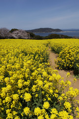 유채꽃이 있는 봄풍경