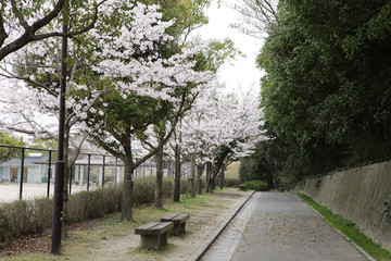 벚꽃이 있는 봄풍경