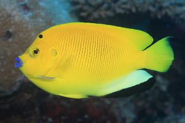 Treespot angelfish (Apolemichthys trimaculatus)