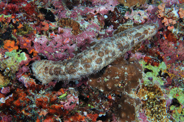 Tropical sea cucumber (Pearsothuria graeffei)