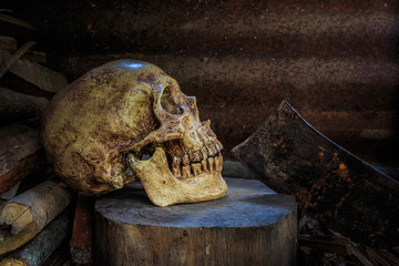 Still life skull and  firewood