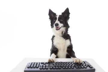 chien border Collie avec ordinateur