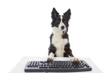 chien border Collie avec ordinateur