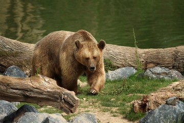 Fototapeta na wymiar L'ours brun
