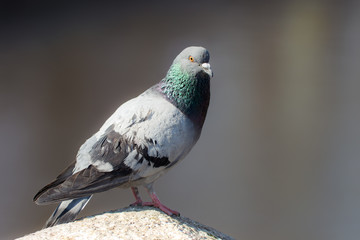 portrait of a dove