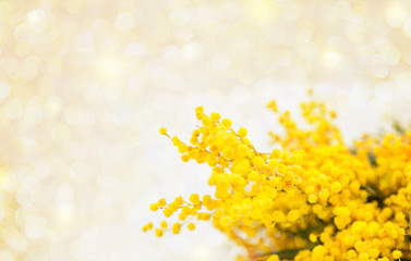 Fototapeta premium Mimose wallpaper boken