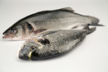 dorade