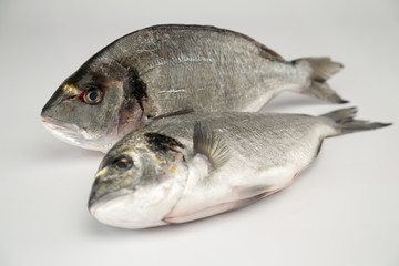 dorade