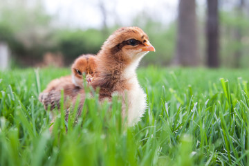 Two chicks in the grass