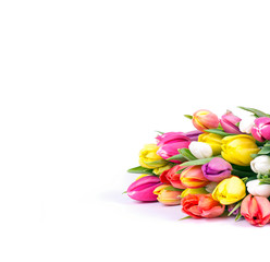 Bunte Tulpen