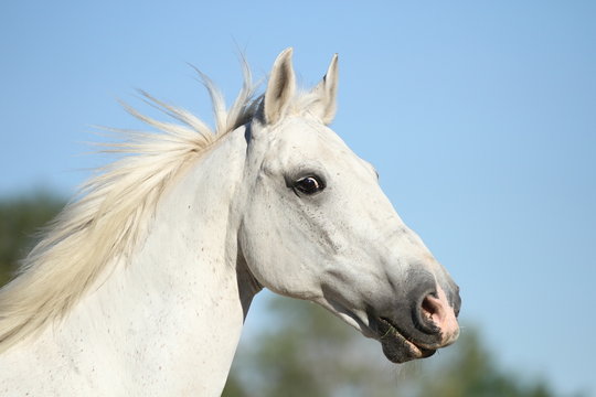Portrait von einem Schimmel