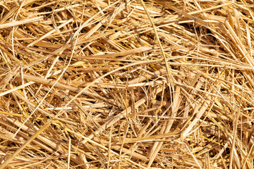 Straw or hay close up background