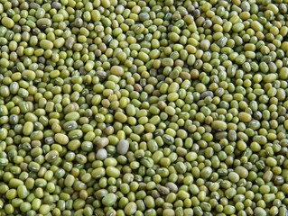 mung bean seeds