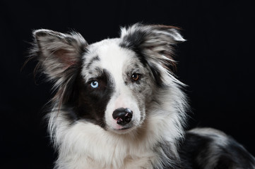 Border Collie