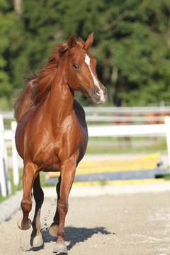 Pony im Galopp