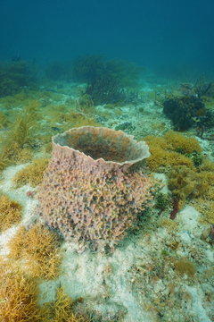 Giant barrel sponge on seafloor of Caribbean sea