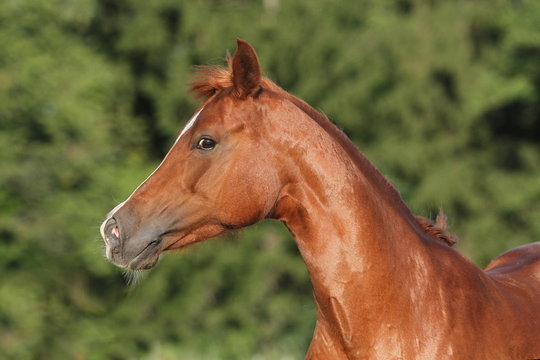 Portrait Pony - kecker Blick