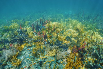 Naklejka na ściany i meble Underwater landscape on lush colorful coral reef