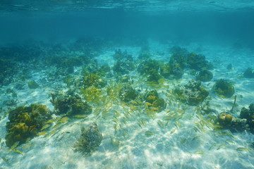 Underwater landscape with corals and shoal of fish