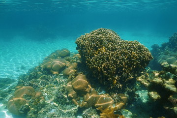 Naklejka na ściany i meble Underwater scenery of coral reef in Caribbean sea