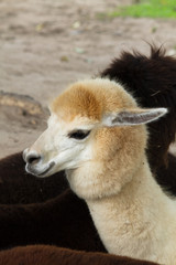 Funny brown alpaca
