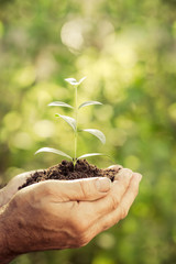 Young plant in hands against green spring background