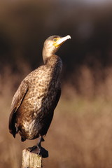 Grand cormoran sur son piquet