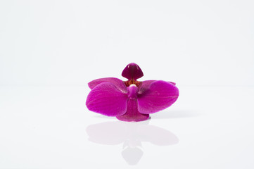 the beautiful purple Orchid