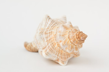 Big spiral sea shell closeup